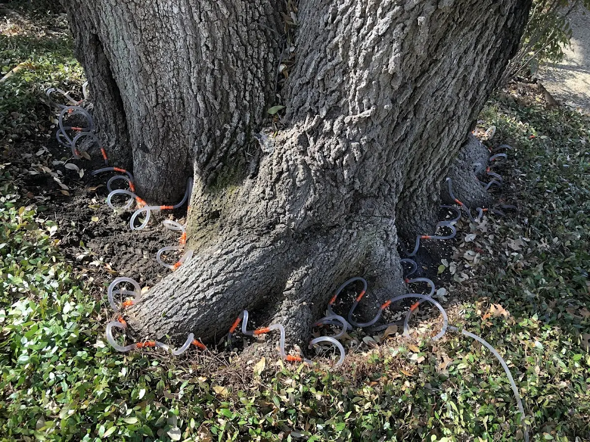Detailed Tree Cabling and Bracing job site in Cosmopolis