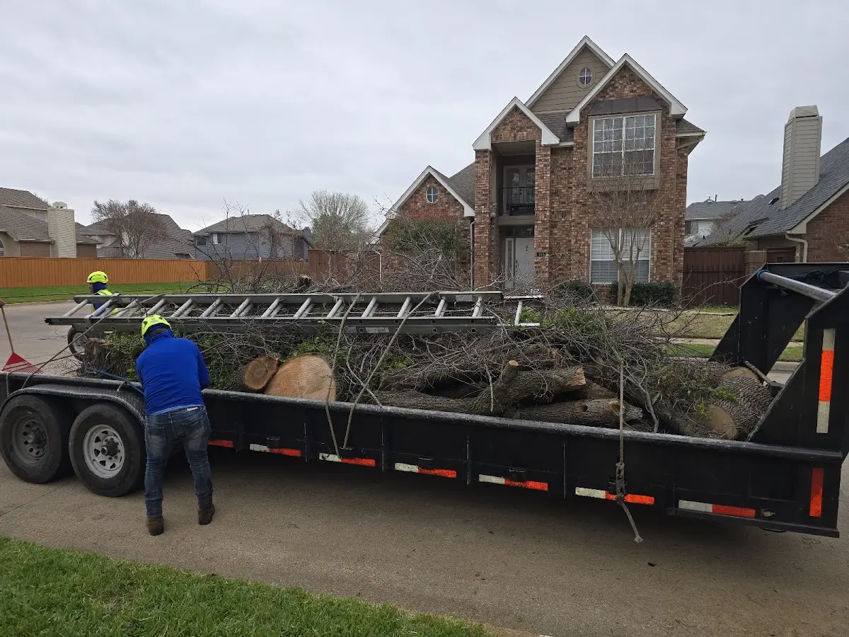 Expert Tree Pest Control with proper safety equipment in Cosmopolis